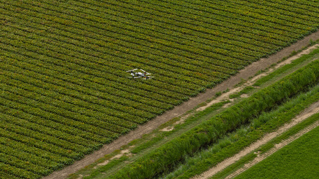 Aerial view of a drone flying over agricultural fields with rows of crops, a dirt path, and a drainage ditch in Zeewolde, Flevoland, Netherlands.