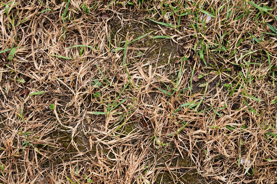 Agricultural soil background with remains of last year's harvest and emerging new growth