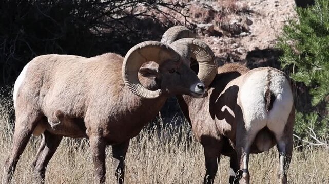 Bighorn sheep rams in the midst of the rut.