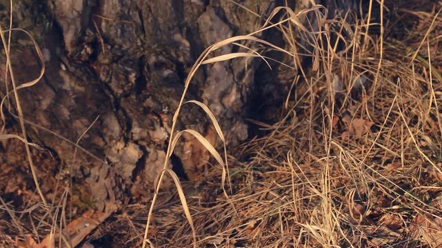 Dry grass swaying wind by old tree bark. Close up golden autumn nature detail.