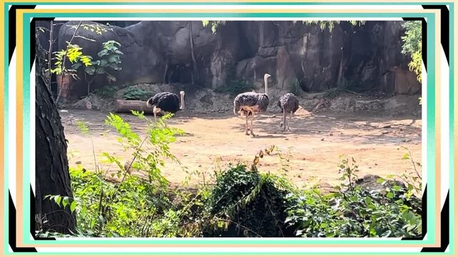 Lunchtime for the Ostriches