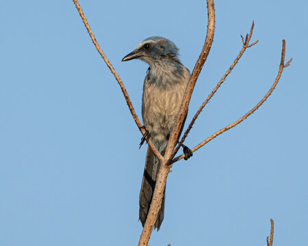 Florida Scrub Jays in Ocala National Forest