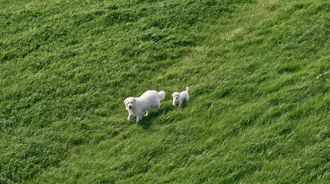 Rescue dog and puppy walking together through a safe green landscape, animal adoption, second chance, shelter rescue, companionship, responsible pet ownership, emotional realistic