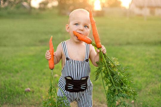 A little funny boy is gnawing on a carrot he pulled from the garden. Vegetable harvest season. Healthy eating. Introducing complementary foods to babies.