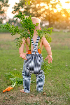 Fresh carrots with greens in the baby&rsquo;s trousers, rear view. Autumn harvest. The benefits of eating vegetables and fruits.