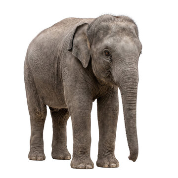 Young Asian elephant standing, isolated on transparent background