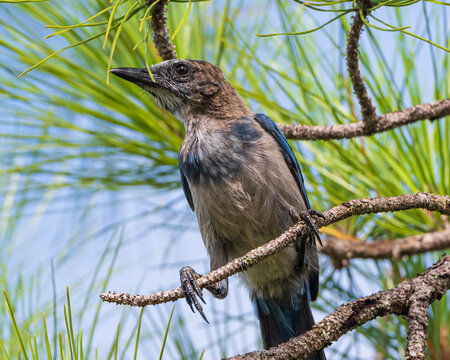 Florida Scrub Jays in Ocala National Forest