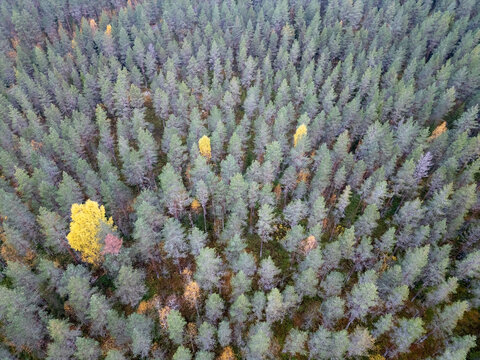Aerial view of autumn forest with dense pine trees and vibrant yellow foliage in the wilderness Muhos, North Ostrobothnia, Finland.