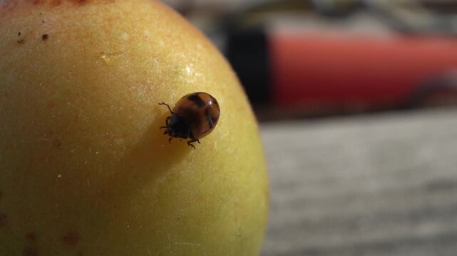 A red ladybug is sitting on a ripe apricot lying on the roof of a shed in a country garden.