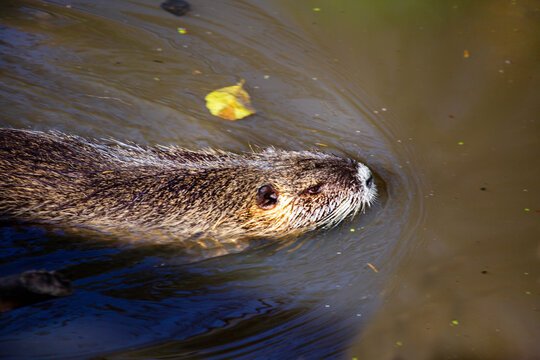 The nutria water rat swims on the water on a bright sunny day. Wildlife, mammals, predators.
