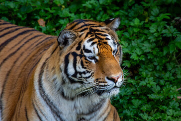 Fototapeta premium Amur tiger on a background of green trees on a bright sunny day. Wildlife, mammals, preda-tors.
