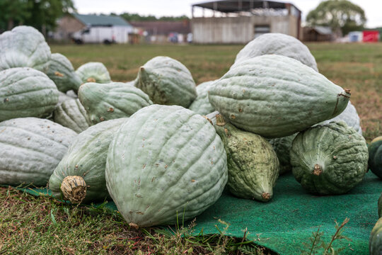 Crown prince squash displayed on farm field during autumn harvest season.