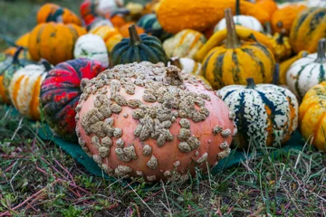 Warty ornamental pumpkin with colorful decorative gourds at autumn harvest festival. © Sergey Kohl
