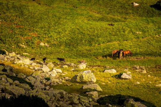 Wild Horses and Donkeys Grazing on Rocky Alpine Meadow in Golden Hour Light