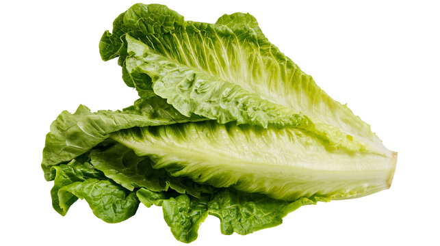 Isolated vibrant fresh Romaine lettuce leaves, essential healthy organic food ingredient