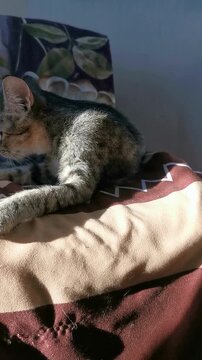 Cat resting at an animal shelter in sunlight on a warm surface