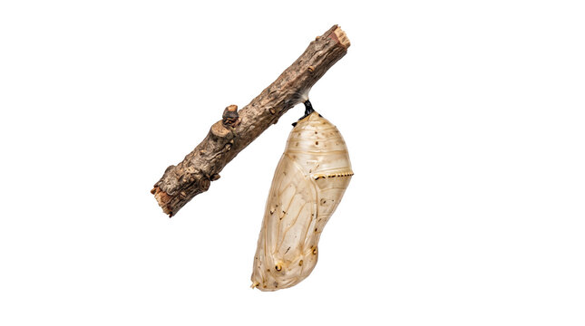 Golden butterfly chrysalis cocoon on twig, metamorphosis biology concept isolated on transparent background