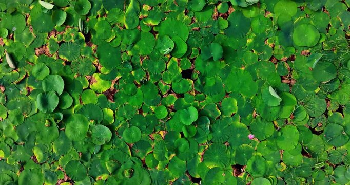 Aerial view of a dense pond surface covered with green lotus leaves and some pink flowers with grass on the side