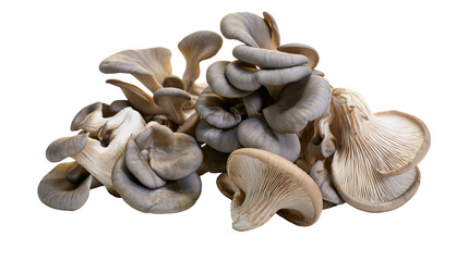 Isolated pile of fresh grey oyster mushrooms ready for cooking, gourmet fungi for healthy cuisine © Aoife
