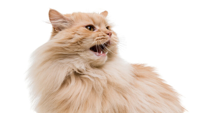 Isolated fluffy ginger cat with wide-open mouth and expressive face looking to the side, pet.
