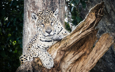 jaguar on the tree © Agatha Carr
