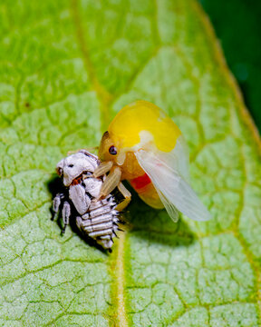 Leafhopper