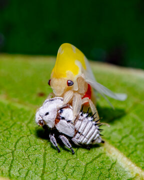 Leafhopper