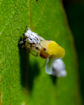 Leafhopper