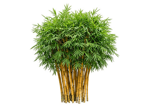 A lush green bamboo plant with yellow stems isolated on transparent background
