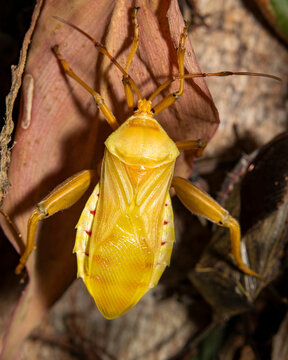 shieldbug