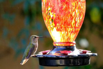 Fototapeta premium Hummingbird filling up at a feeder