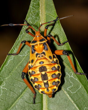 shieldbug