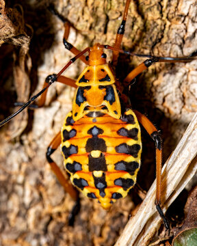 shieldbug