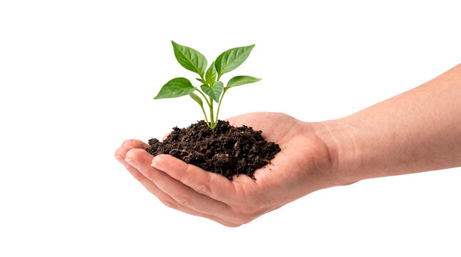 Hand Holding Soil with Green Seedling on White Background