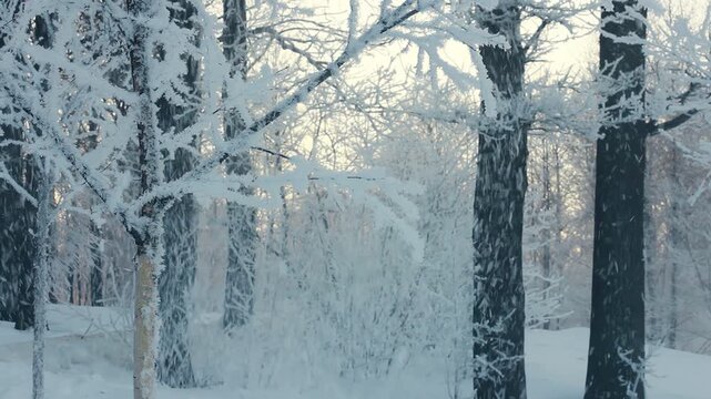 Snowfall frosty forest sunrise backlight. Snow covered trees deep winter woods.