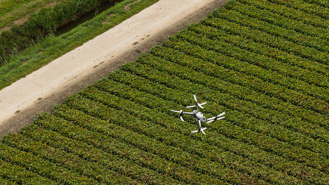Aerial view of a drone flying over lush green agricultural fields next to a dirt path in Zeewolde, Flevoland, Netherlands.