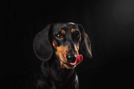 A beautiful studio portrait of a dachshund licking its lips against a black background