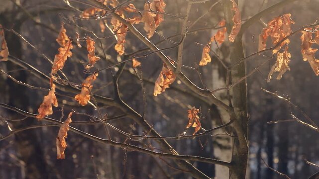 Dry oak leaves bare branches winter forest. Golden backlit sunlight closeup.