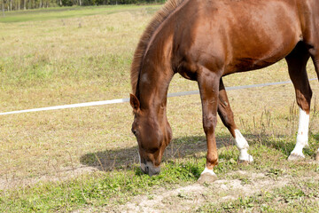 Brown horse with white socks grazes in sunny grassy paddock beside white fence tape, standing calmly with lowered head and flowing mane across open pasture, meadow, and rural farmland © PhotoFed