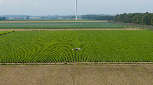 Aerial view of a drone flying over vibrant green agricultural fields with neat crop rows and a distant wind turbine, Zeewolde, Flevoland, Netherlands.