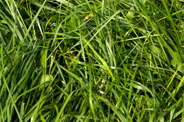 Obraz premium Dense green grass blades form layered textured ground cover in bright sunlight, showing fresh vibrant natural foliage detail for garden lawns, meadows, fields, yards, outdoor closeups, and backgrounds