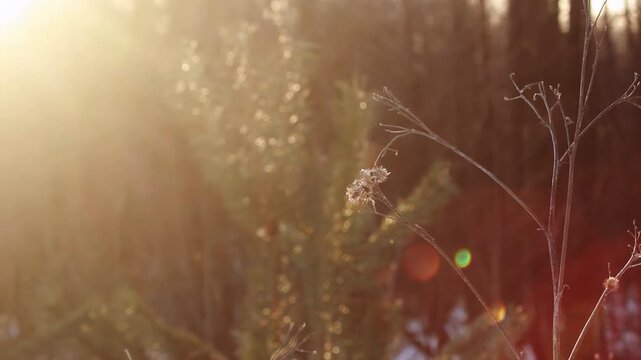 Frosty wildflower young spruce sunset light. Closeup winter forest sun flare.