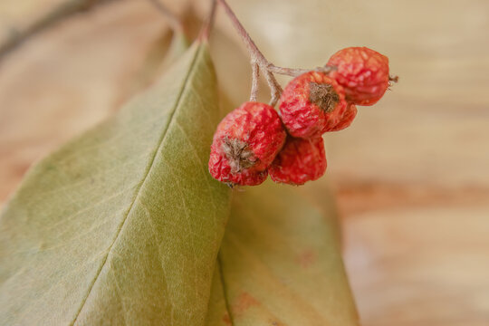 The dried berries and leaves of a cotoneaster tree on a log