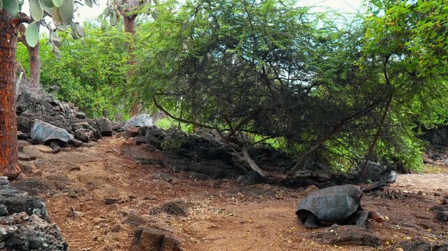 Giant tortoise beside shrubs in a rocky enclosure. A tortoise stands at the edge of a dirt clearing beneath dense branches and cactus pads.