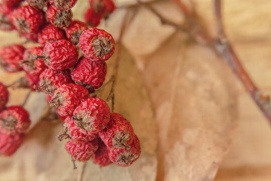 The dried berries and leaves of a cotoneaster tree on a log