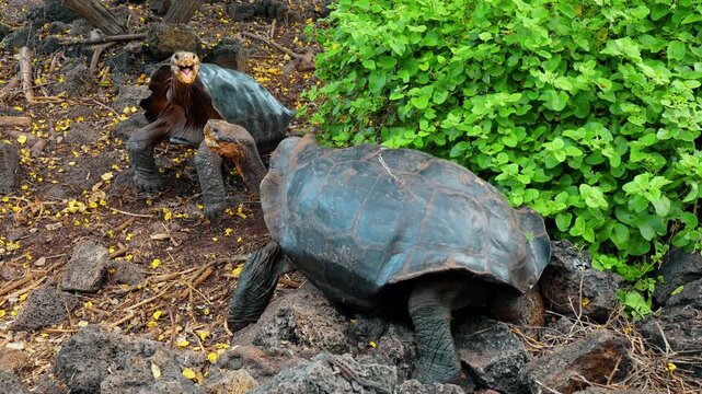 Two giant tortoises beside shrubs and volcanic rocks. Two tortoises extend their necks near each other on stony ground beside dense green leaves.