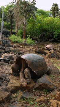 Giant tortoise with extended forelegs on rocky soil. A tortoise faces the camera beneath its arched shell among stones and cactus trees.