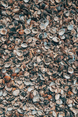 Top down texture of thousands of small brown and white clam shells. © Bits and Splits