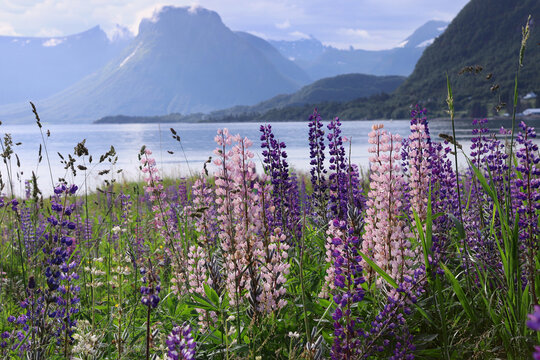 Flowers Lupines in Hareid island, Norway. Wild lupines field in full bloom along the coast of a Norwegian fjord during summertime.