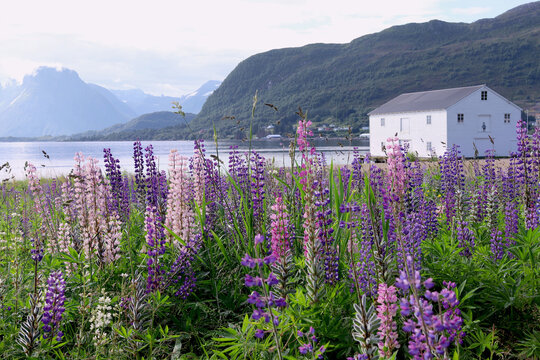 Flowers Lupines in Hareid island, Norway. Wild lupines field in full bloom along the coast of a Norwegian fjord during summertime.